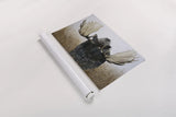 Moose by Wellington Studio. shown as a rolled paper print. Available as archival giclee rolled canvas, fine art paper, or poster print. SKU 84085i.