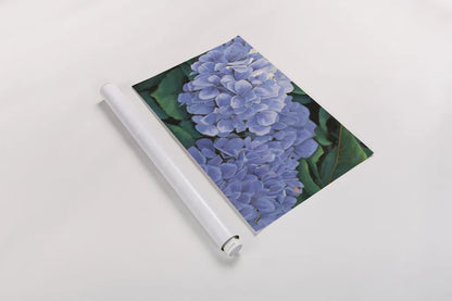 Periwinkle Hydrangea by Wellington Studio. shown as a rolled paper print. Available as archival giclee rolled canvas, fine art paper, or poster print. SKU 97130i.