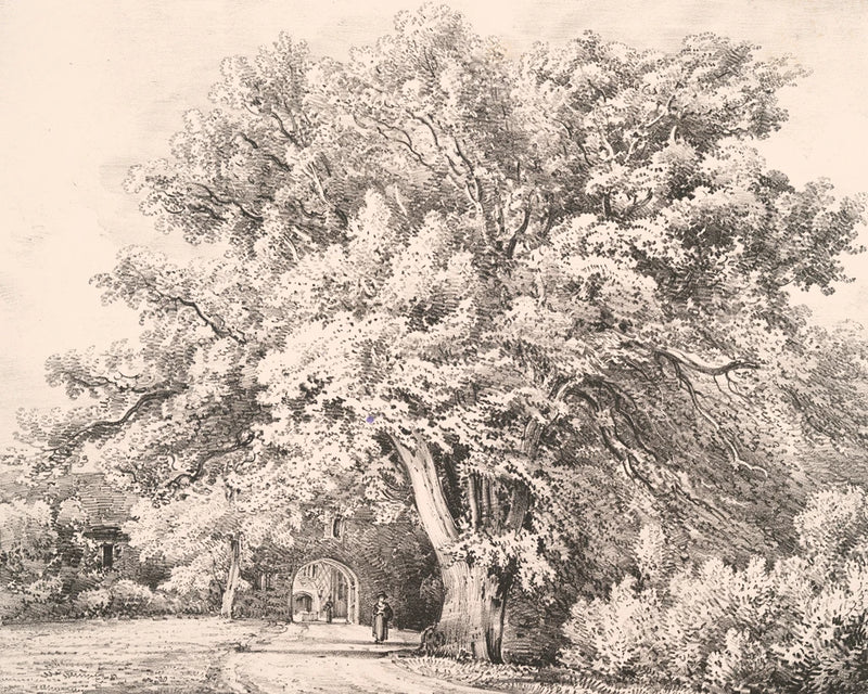 A Lime Tree by Wild Apple Portfolio