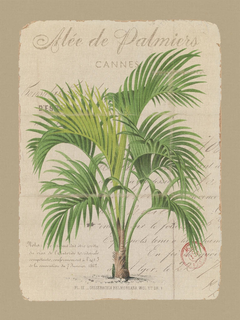 Alee de Palmiers by Wild Apple Portfolio