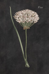 Allium I on Black by Wild Apple Portfolio. SKU 78145h. Archival Giclee Fine art print for wall decor.