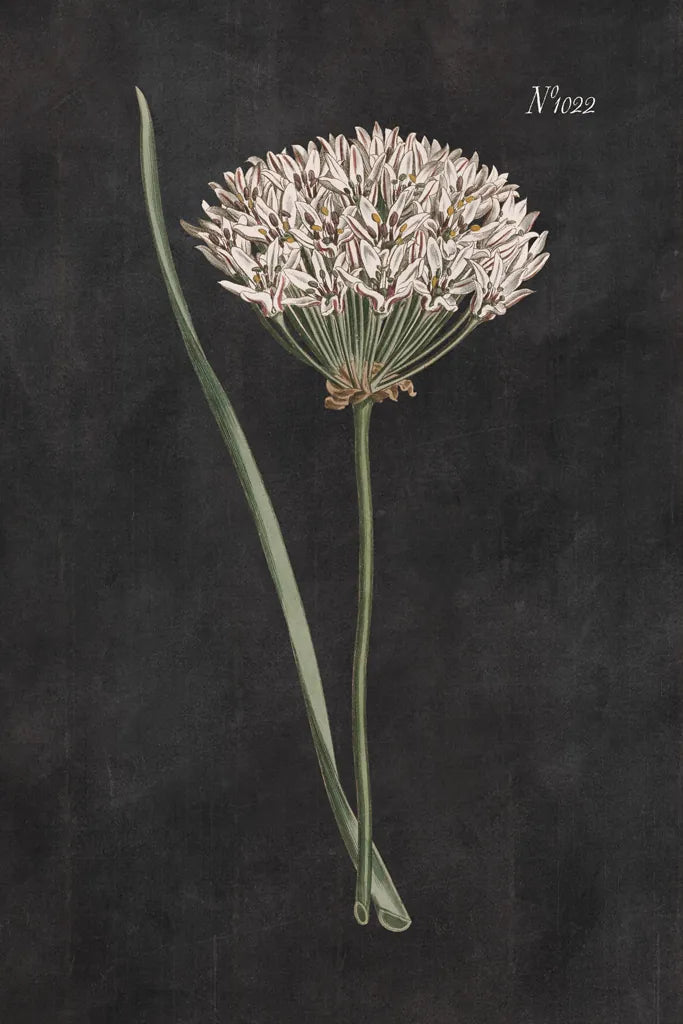 Allium I on Black by Wild Apple Portfolio. SKU 78145h. Archival Giclee Fine art print for wall decor.
