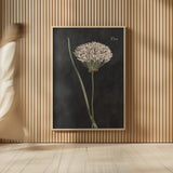 Allium I on Black by Wild Apple Portfolio. shown as over sized large wall art. Available as an archival giclee rolled canvas, fine art paper, or poster print. SKU 78145h.
