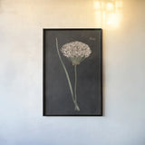 Allium I on Black by Wild Apple Portfolio. shown as a paper print in a black flame. Available as a archival giclee rolled canvas, fine art paper, or poster print. SKU 78145h.