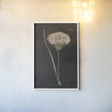 Allium I on Black by Wild Apple Portfolio. shown as a paper print in a white frame. Available as a archival giclee rolled canvas, fine art paper, or poster print. SKU 78145h.