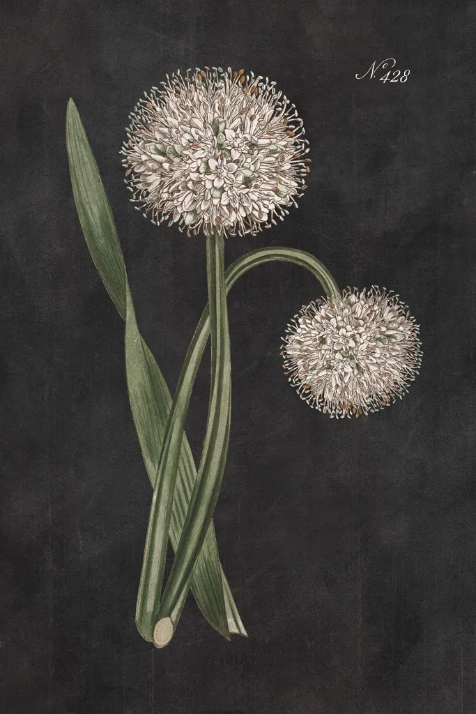Allium II on Black by Wild Apple Portfolio. SKU 78146h. Archival Giclee Fine art print for wall decor.