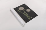 Allium II on Black by Wild Apple Portfolio. shown as a rolled paper print. Available as archival giclee rolled canvas, fine art paper, or poster print. SKU 78146h.