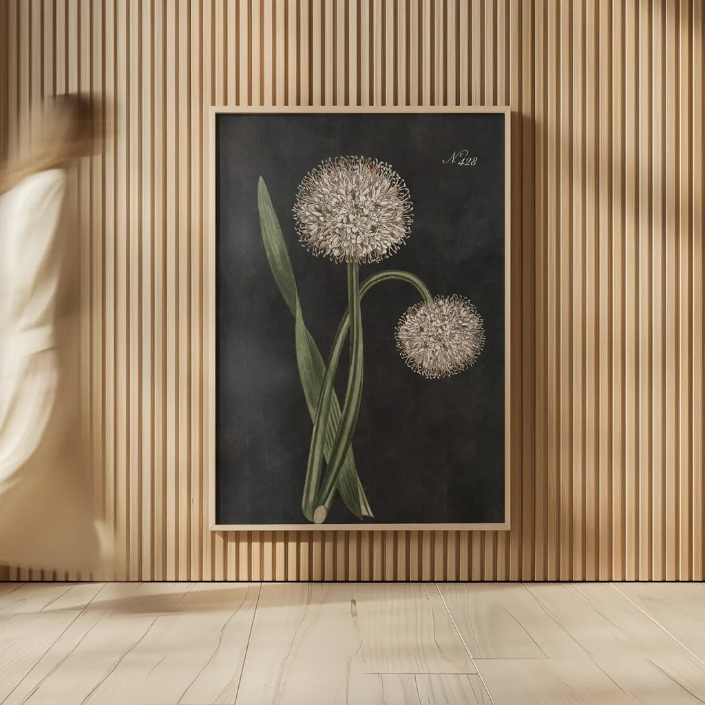 Allium II on Black by Wild Apple Portfolio. shown as over sized large wall art. Available as an archival giclee rolled canvas, fine art paper, or poster print. SKU 78146h.