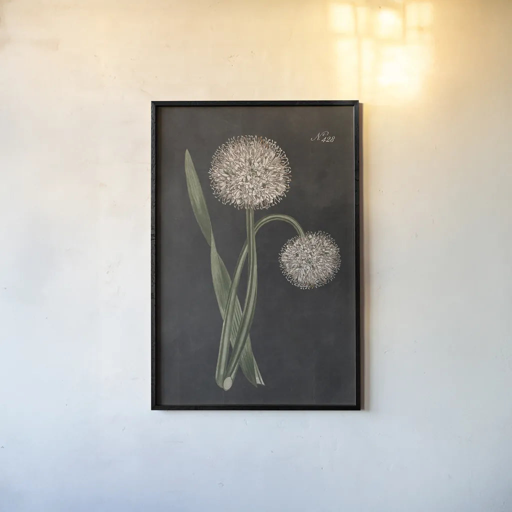 Allium II on Black by Wild Apple Portfolio. shown as a paper print in a black flame. Available as a archival giclee rolled canvas, fine art paper, or poster print. SKU 78146h.