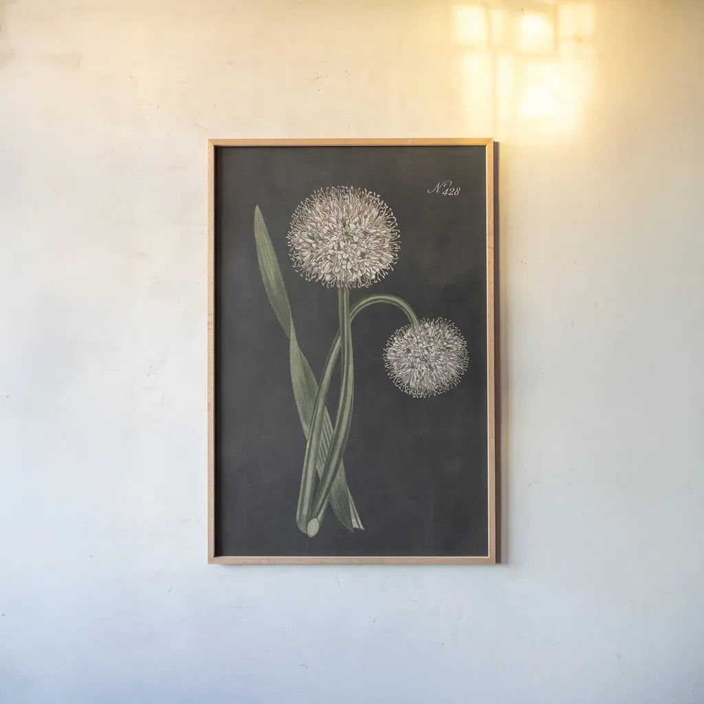 Allium II on Black by Wild Apple Portfolio. shown as a paper print in a natural frame. Available as a archival giclee rolled canvas, fine art paper, or poster print. SKU 78146h.