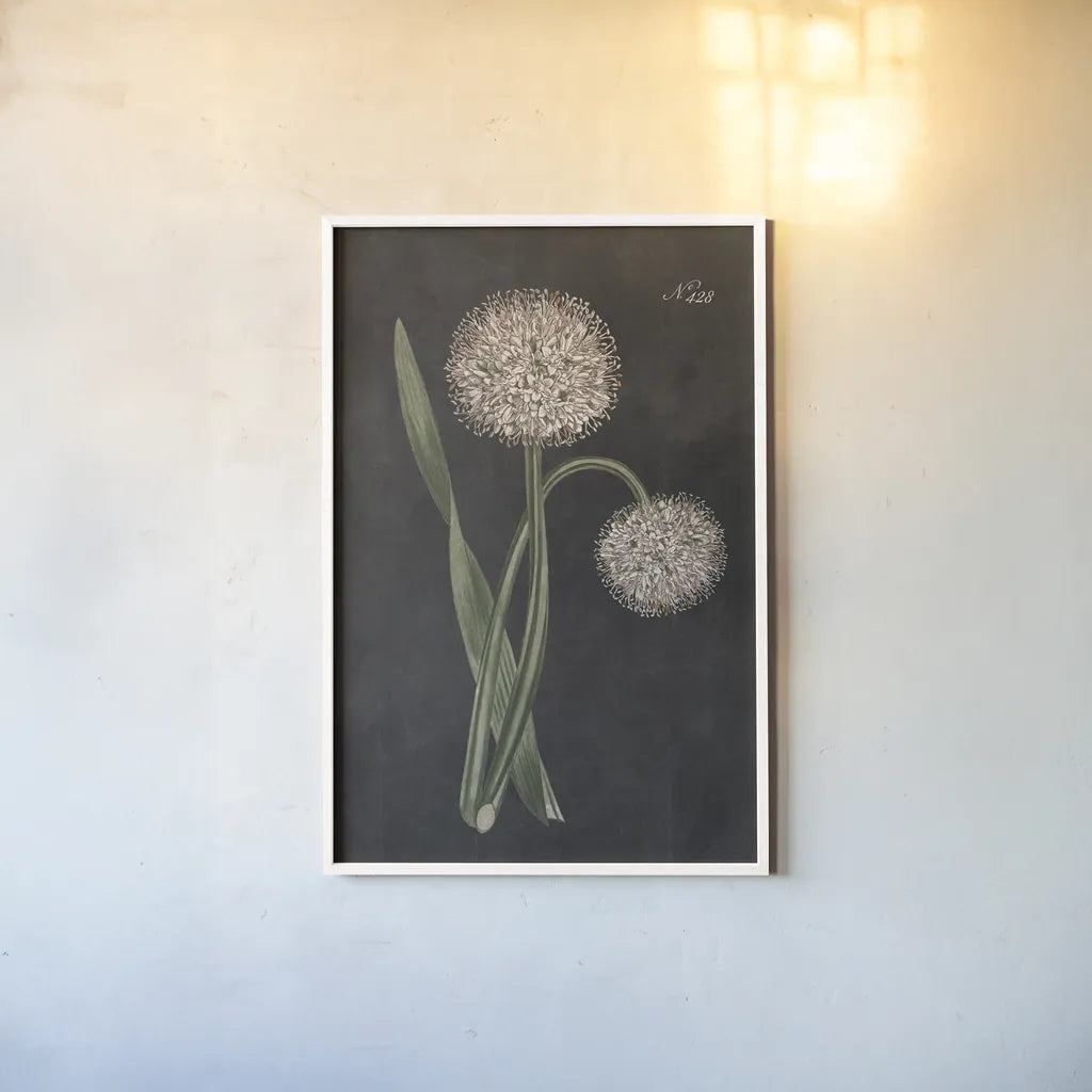 Allium II on Black by Wild Apple Portfolio. shown as a paper print in a white frame. Available as a archival giclee rolled canvas, fine art paper, or poster print. SKU 78146h.