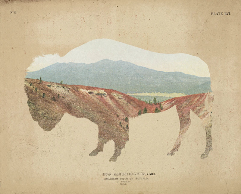 American Southwest Buffalo Distressed by Wild Apple Portfolio