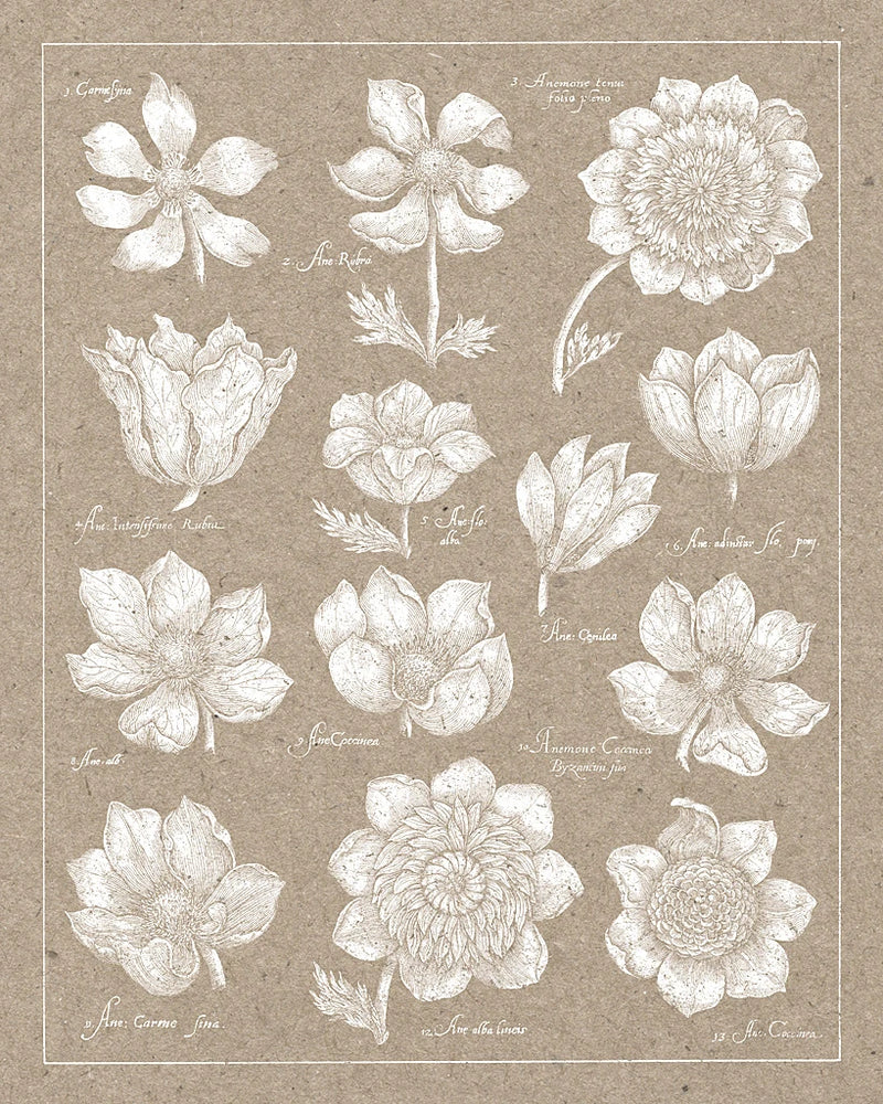 Anemone Plate I by Wild Apple Portfolio