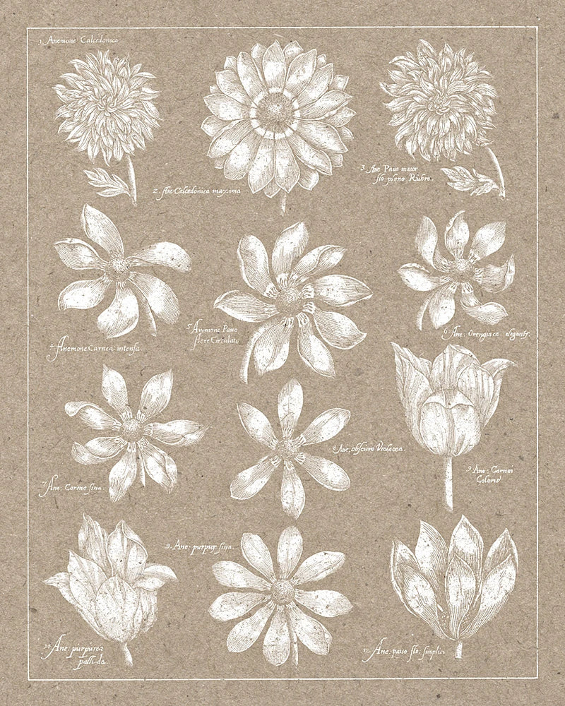 Anemone Plate II by Wild Apple Portfolio