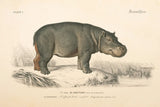 Animals of Africa I by Wild Apple Portfolio. SKU 92224i. Archival Giclee Fine art print for wall decor.
