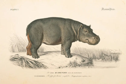 Animals of Africa I by Wild Apple Portfolio. SKU 92224i. Archival Giclee Fine art print for wall decor.