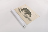 Animals of Africa I by Wild Apple Portfolio. shown as a rolled paper print. Available as archival giclee rolled canvas, fine art paper, or poster print. SKU 92224i.