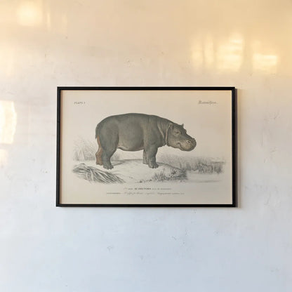 Animals of Africa I by Wild Apple Portfolio. shown as a paper print in a black flame. Available as a archival giclee rolled canvas, fine art paper, or poster print. SKU 92224i.