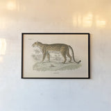 Animals of Africa II by Wild Apple Portfolio. shown as a paper print in a black flame. Available as a archival giclee rolled canvas, fine art paper, or poster print. SKU 92225i.