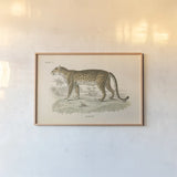 Animals of Africa II by Wild Apple Portfolio. shown as a paper print in a natural frame. Available as a archival giclee rolled canvas, fine art paper, or poster print. SKU 92225i.