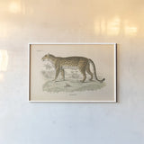 Animals of Africa II by Wild Apple Portfolio. shown as a paper print in a white frame. Available as a archival giclee rolled canvas, fine art paper, or poster print. SKU 92225i.