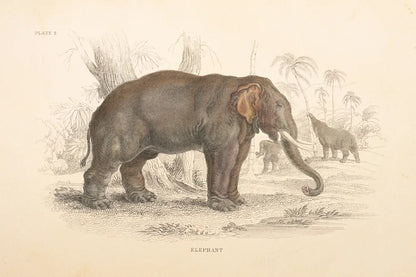 Animals of Africa III by Wild Apple Portfolio. SKU 92226i. Archival Giclee Fine art print for wall decor.