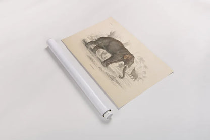 Animals of Africa III by Wild Apple Portfolio. shown as a rolled paper print. Available as archival giclee rolled canvas, fine art paper, or poster print. SKU 92226i.