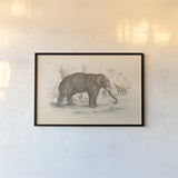 Animals of Africa III by Wild Apple Portfolio. shown as a paper print in a black flame. Available as a archival giclee rolled canvas, fine art paper, or poster print. SKU 92226i.