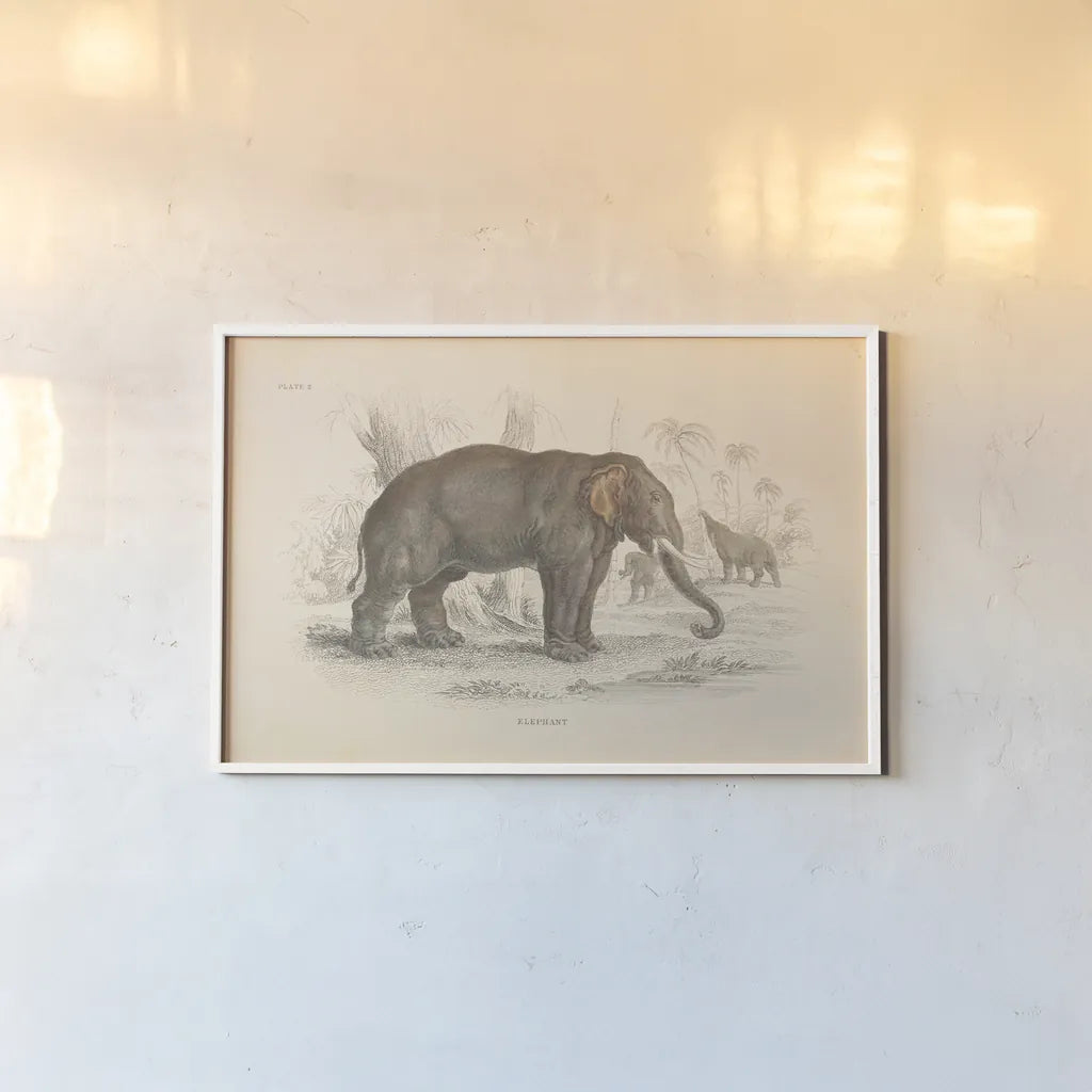 Animals of Africa III by Wild Apple Portfolio. shown as a paper print in a white frame. Available as a archival giclee rolled canvas, fine art paper, or poster print. SKU 92226i.