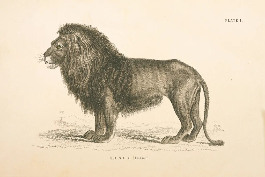 Animals of Africa IV by Wild Apple Portfolio. SKU 92227i. Archival Giclee Fine art print for wall decor.