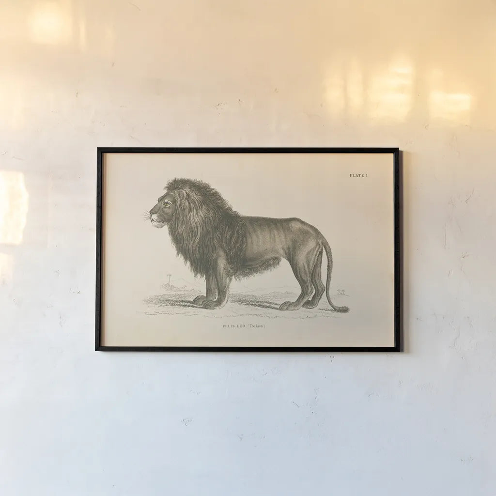 Animals of Africa IV by Wild Apple Portfolio. shown as a paper print in a black flame. Available as a archival giclee rolled canvas, fine art paper, or poster print. SKU 92227i.