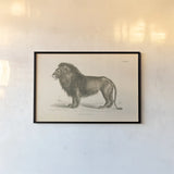 Animals of Africa IV by Wild Apple Portfolio. shown as a paper print in a black flame. Available as a archival giclee rolled canvas, fine art paper, or poster print. SKU 92227i.