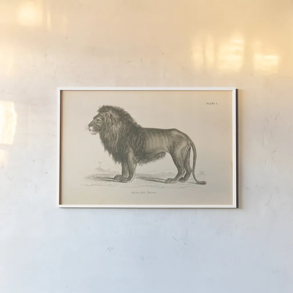 Animals of Africa IV by Wild Apple Portfolio. shown as a paper print in a white frame. Available as a archival giclee rolled canvas, fine art paper, or poster print. SKU 92227i.