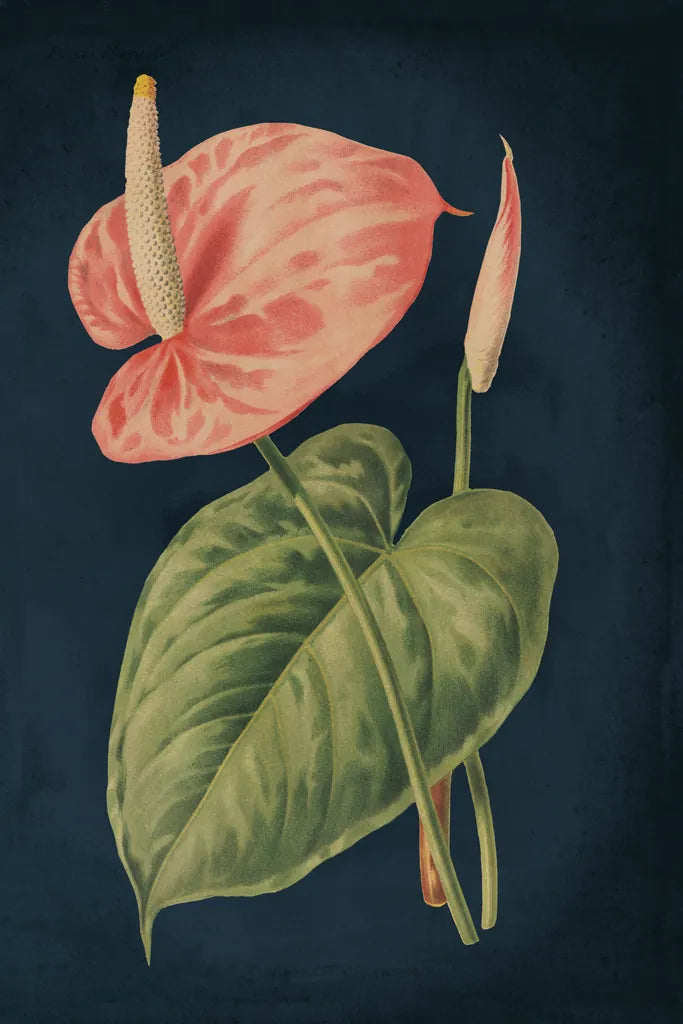 Anthurium Ferrierense Dark Blue No Words by Wild Apple Portfolio. SKU 90106h. Archival Giclee Fine art print for wall decor.