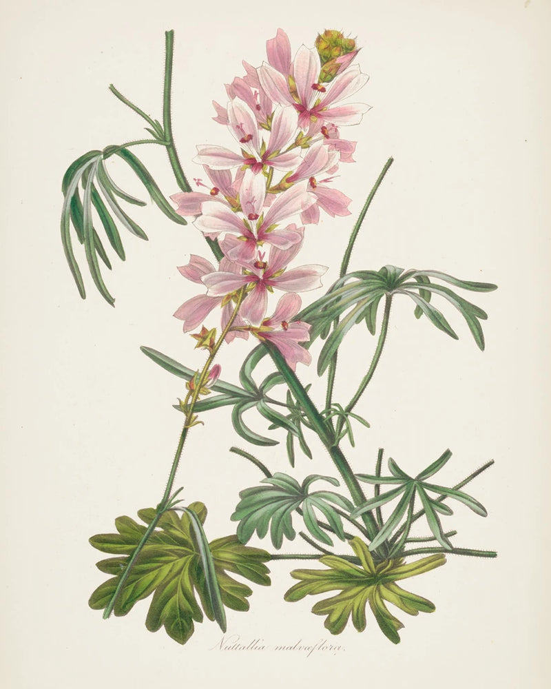 Antique Botanical LVII Cream by Wild Apple Portfolio