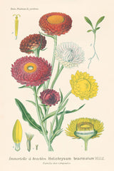 Antique Botanical XL Light by Wild Apple Portfolio. SKU 55150h. Archival Giclee Fine art print for wall decor.