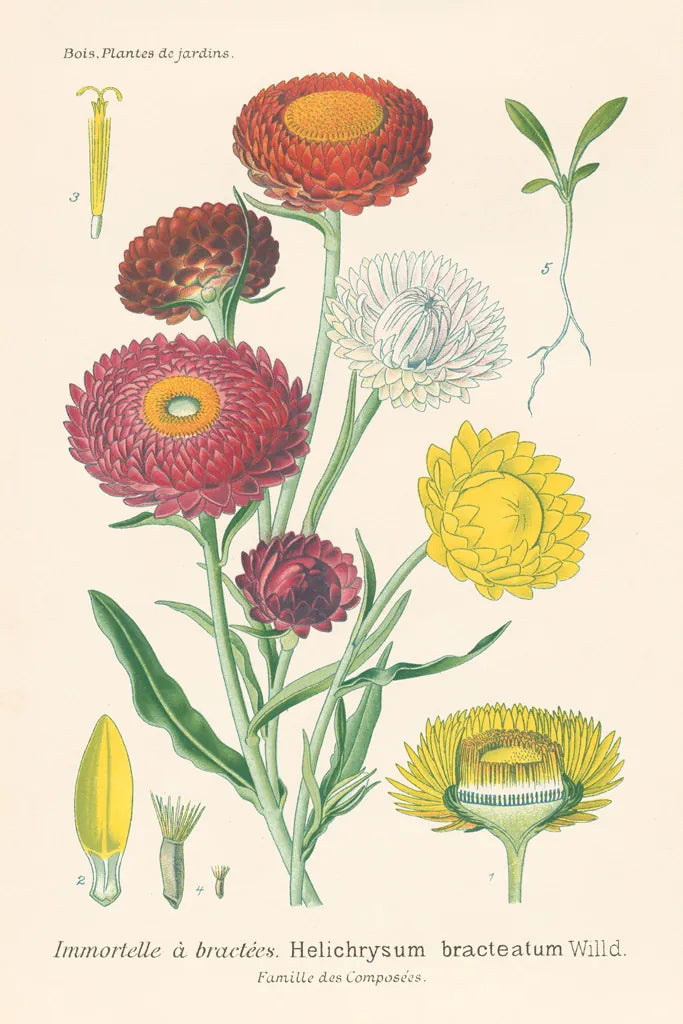 Antique Botanical XL Light by Wild Apple Portfolio. SKU 55150h. Archival Giclee Fine art print for wall decor.