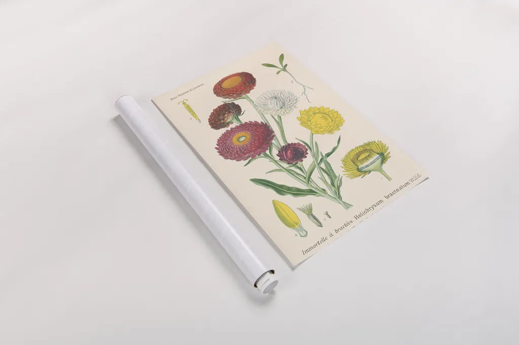 Antique Botanical XL Light by Wild Apple Portfolio. shown as a rolled paper print. Available as archival giclee rolled canvas, fine art paper, or poster print. SKU 55150h.
