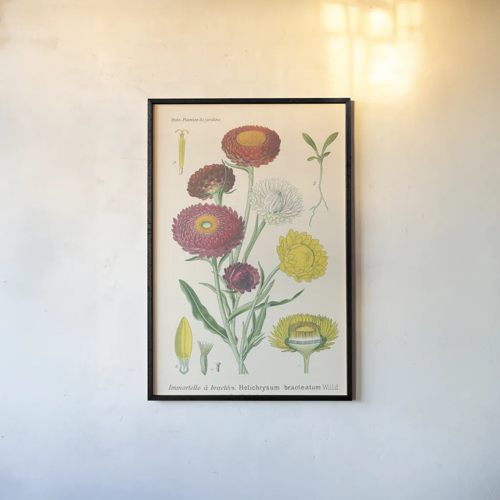 Antique Botanical XL Light by Wild Apple Portfolio. shown as a paper print in a black flame. Available as a archival giclee rolled canvas, fine art paper, or poster print. SKU 55150h.
