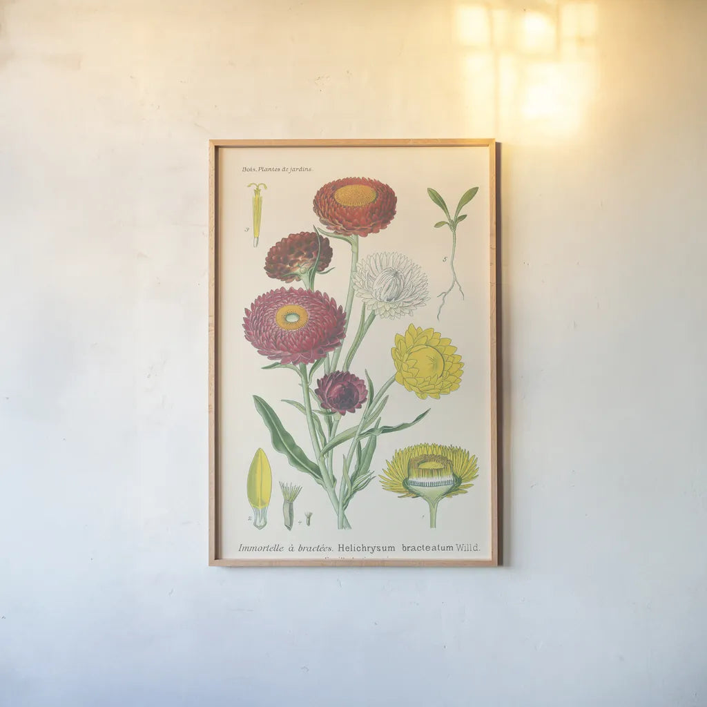 Antique Botanical XL Light by Wild Apple Portfolio. shown as a paper print in a natural frame. Available as a archival giclee rolled canvas, fine art paper, or poster print. SKU 55150h.