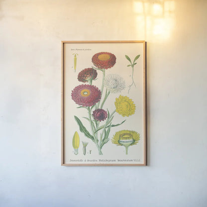 Antique Botanical XL Light by Wild Apple Portfolio. shown as a paper print in a natural frame. Available as a archival giclee rolled canvas, fine art paper, or poster print. SKU 55150h.