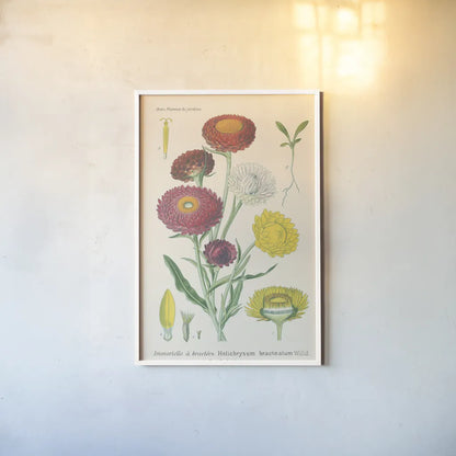Antique Botanical XL Light by Wild Apple Portfolio. shown as a paper print in a white frame. Available as a archival giclee rolled canvas, fine art paper, or poster print. SKU 55150h.