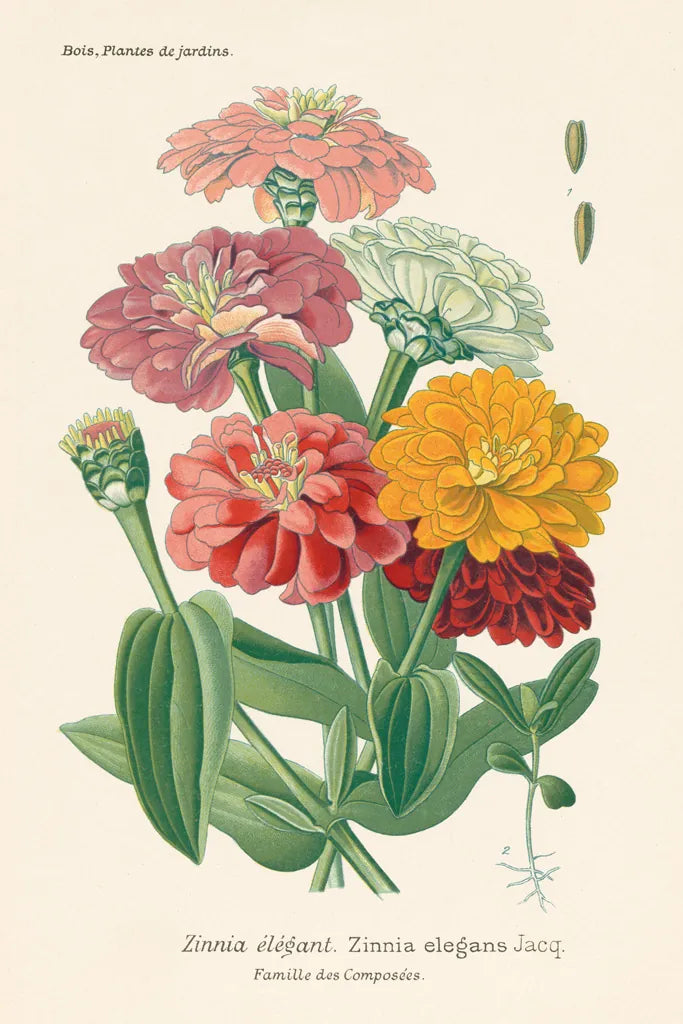 Antique Botanical XLI Light by Wild Apple Portfolio. SKU 55151h. Archival Giclee Fine art print for wall decor.