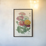 Antique Botanical XLI Light by Wild Apple Portfolio. shown as a paper print in a black flame. Available as a archival giclee rolled canvas, fine art paper, or poster print. SKU 55151h.