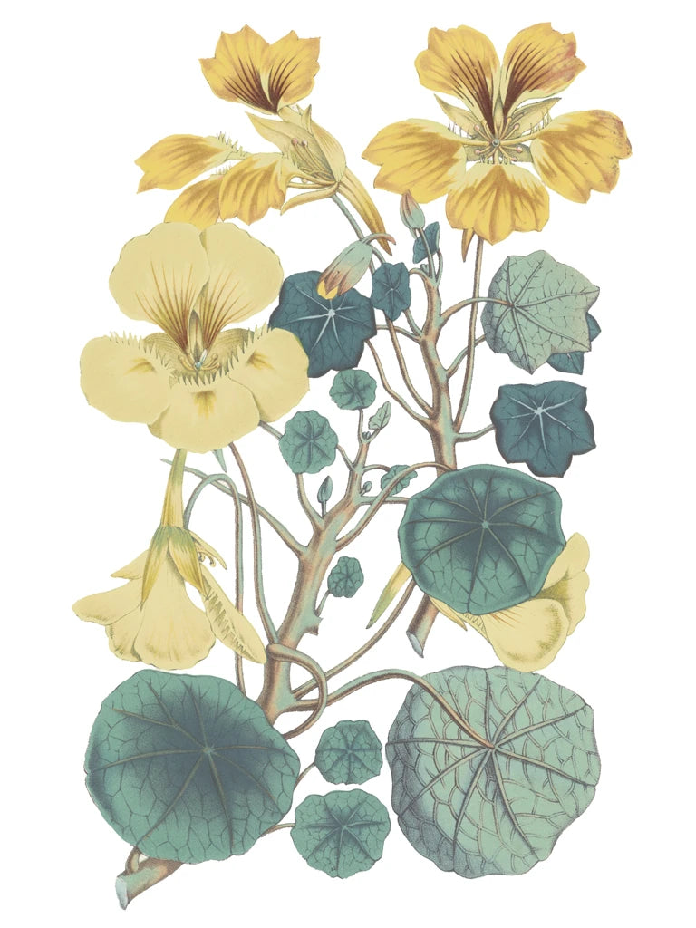 Antique Botanical XVII Cool by Wild Apple Portfolio