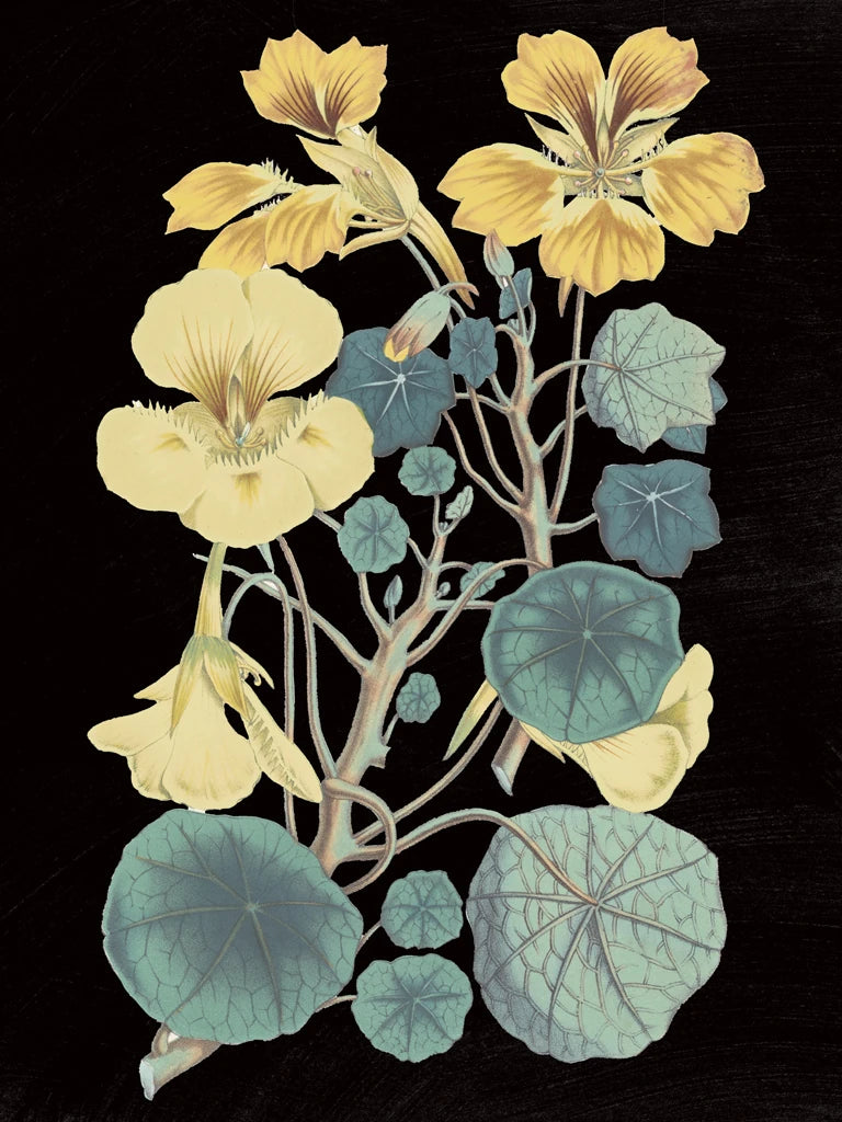 Antique Botanical XVII Cool on Black by Wild Apple Portfolio