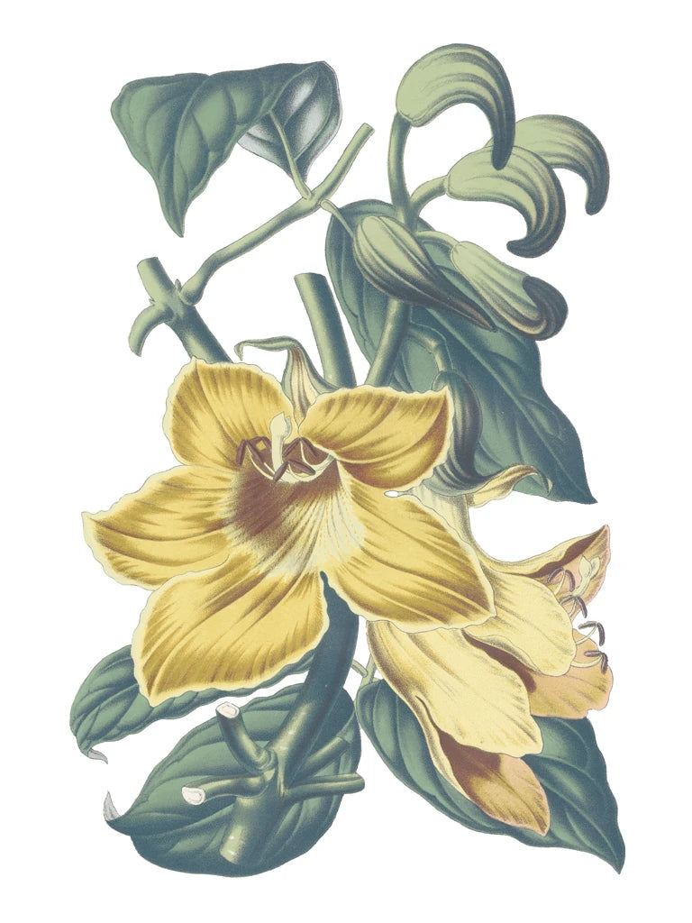 Antique Botanical XVIII Cool by Wild Apple Portfolio