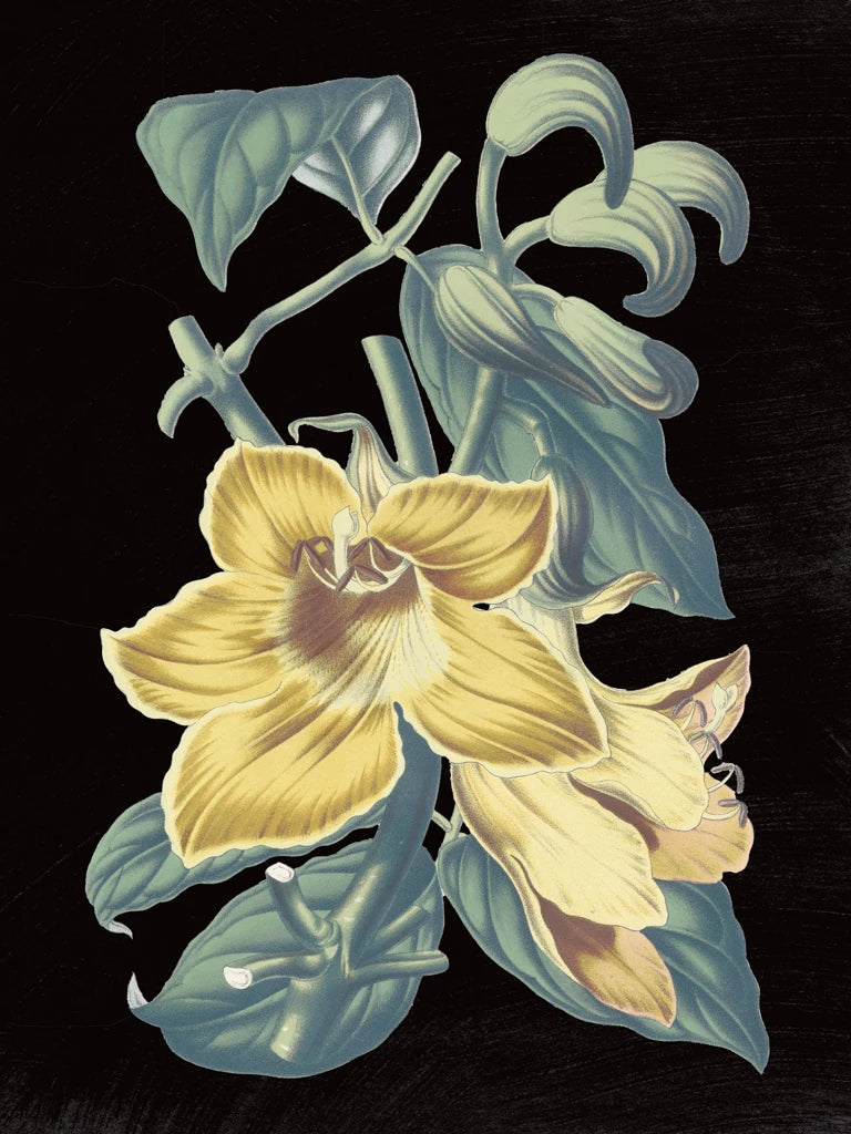 Antique Botanical XVIII Cool on Black by Wild Apple Portfolio