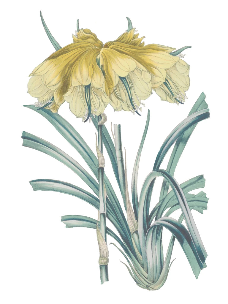 Antique Botanical XXIV Cool by Wild Apple Portfolio