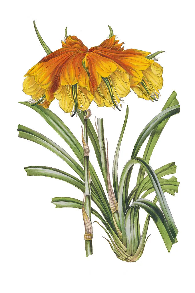 Antique Botanical XXIV on White by Wild Apple Portfolio. SKU 25351h. Archival Giclee Fine art print for wall decor.